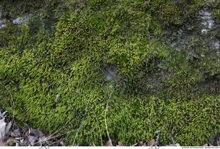 Photo Textures of Moss